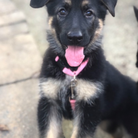 Dinah's ears starting to lift